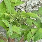 Sonchus oleraceus Квітка