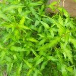 Persicaria hydropiper Leaf