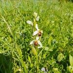 Ophrys apiferaFloare