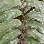 Zamia fairchildiana Lehti