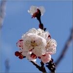Prunus armeniaca Blomma