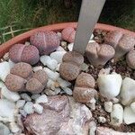 Lithops schwantesii Beste bat