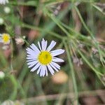 Erigeron annuusFlor