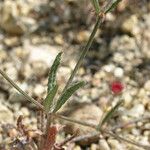 Eriogonum angulosum Staniste