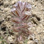 Phacelia cryptantha Плод