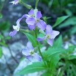Hesperis laciniata 花