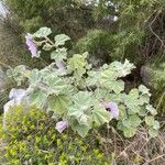 Malva subovata عادت داشتن