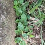 Verbena peruviana Leaf