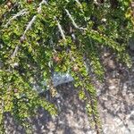 Cotoneaster integrifolius Blad