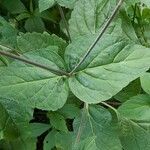 Phryma leptostachya Leaf
