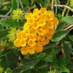 Lantana camara Bleunienn