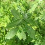 Mentha longifoliaഇല