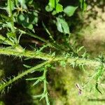 Cirsium palustre Bark