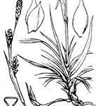 Carex vaginata Övriga