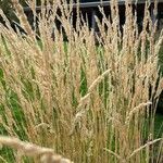 Calamagrostis stricta Fuelha