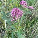 Asclepias incarnataLorea