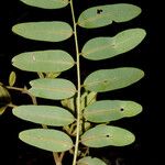 Machaerium biovulatum Feuille