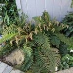 Polystichum polyblepharum Hoja