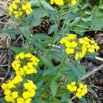 Erysimum × cheiri Habitat