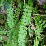 Asplenium trichomanes Yaprak