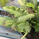 Cirsium rivulare Likasa
