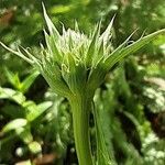 Eryngium yuccifolium Květ