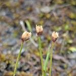 Juncus triglumis Flower
