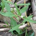 Eclipta prostrata Leaf