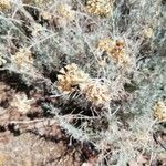 Helichrysum stoechasFlower