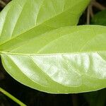 Paragonia pyramidata 葉