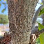 Plumeria obtusa Bark