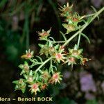 Saxifraga mutata Drugo