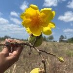 Cochlospermum vitifolium Flower