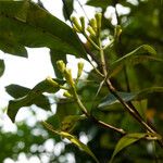 Syzygium aromaticum ᱵᱟᱦᱟ