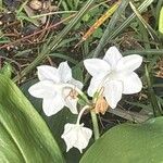Eucharis amazonica 花
