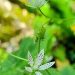 Saxifraga rotundifolia Bloem