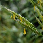 Bromus erectus Flor