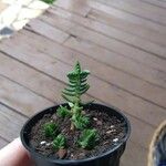 Crassula schimperi Blad