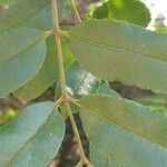 Zanthoxylum rhoifolium Leaf