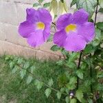 Thunbergia erecta Blomst