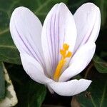 Crocus flavusBlomst