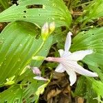 Hosta lancifolia Blomma