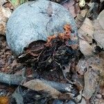 Detarium macrocarpum Frucht