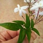 Jasminum polyanthum Blatt