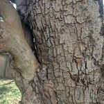 Toona ciliata Bark