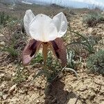 Iris iberica Çiçek
