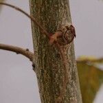 Ulmus laevis പുറംതൊലി