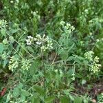 Ageratina aromaticaΛουλούδι