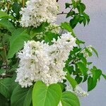 Syringa vulgaris Flower