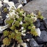 Sedum litoreum Blatt